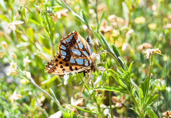 Ein Heller Fritilliärer Schmetterling Auf Der Sonnigen Wiese — Stockfoto