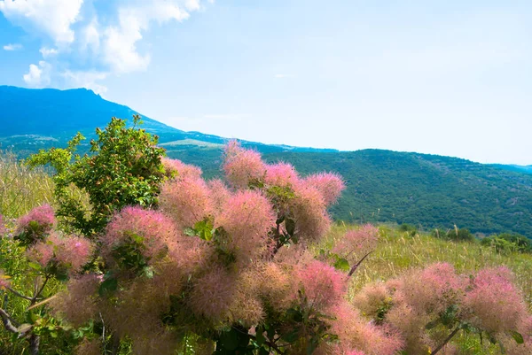 Anbud Fluffiga Rosa Buske Som Blommar Ljusa Solen Bergen Stockbild