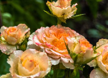 Bir çay güzel yağmur sonrası yükseldi