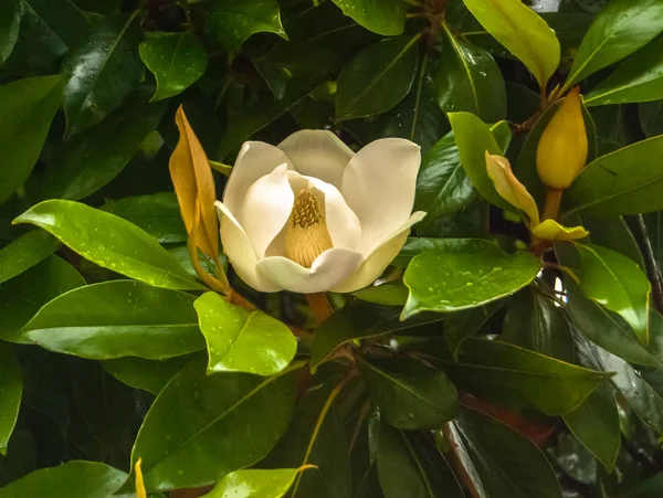 Ett Magnoliaträd Blommar Efter Regn — Stockfoto