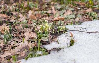Erken ilkbaharda çiçek açan kardelen ile temizleyerek bir orman 