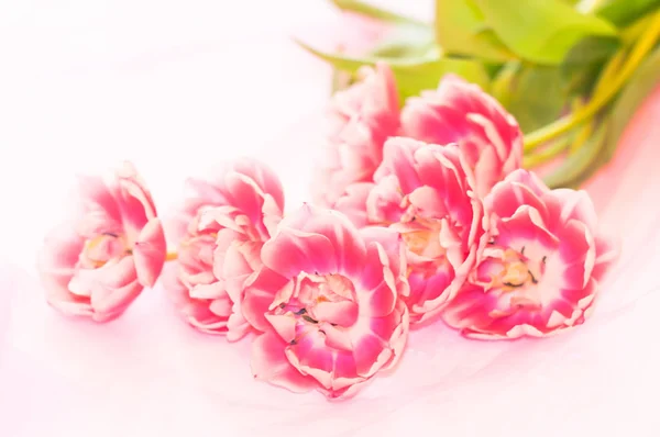 A peony tulips on a transparent pink cloth