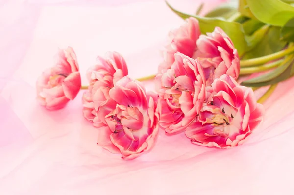 Eine Pfingstrose Tulpen Auf Einem Transparenten Rosa Tuch — Stockfoto