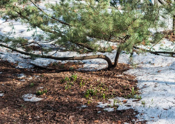 Skogsröjning Tidigt Våren Med Snödroppar Blommar — Stockfoto