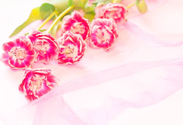 Şeffaf bir pembe kumaş üzerine bir Şakayık laleler 