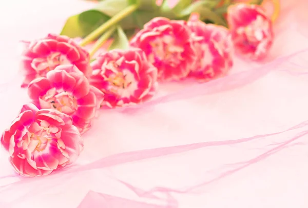 Şeffaf bir pembe kumaş üzerine bir Şakayık laleler 