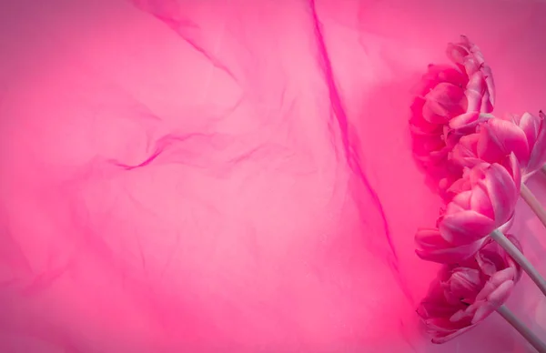 A peony tulips on a transparent pink cloth