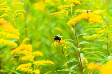 A fresh meadow og goldenrod with a bumble bee pollinating the flower  clipart