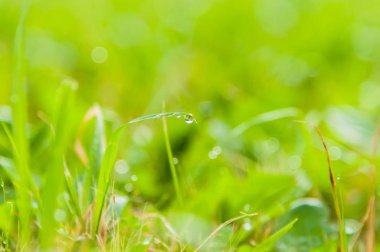 Bir taze çayır çimen bıçakları üzerinde bir su ile yağmur damlaları sonra