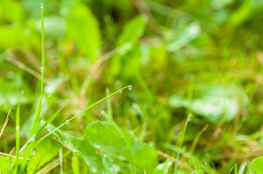 Bir taze çayır çimen bıçakları üzerinde bir su ile yağmur damlaları sonra