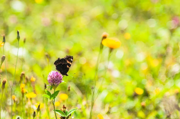 Eine Frische Wiese Mit Einem Schmetterling Auf Dem Grashalm Einem — Stockfoto