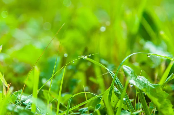 Eine Frische Wiese Nach Dem Regen Mit Wassertropfen Auf Den — Stockfoto