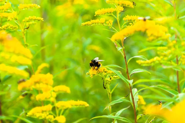 Färsk Äng Goldenrod Med Bumble Bee Pollinerar Royaltyfria Stockbilder