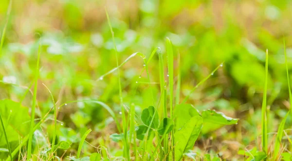 Färsk Äng Efter Regn Med Vatten Droppar Blad Gräs Stockfoto