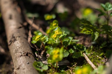 İlkbaharda makro orman yaşamının bir parçası