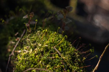Güneşli bahar da ormanda bir yosun