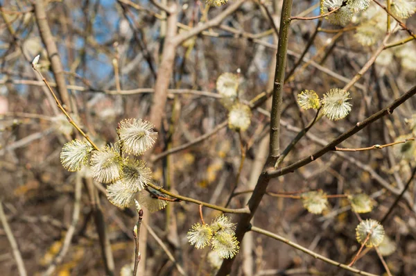 Güneşli bahar gününde bir blomming söğüt dalları
