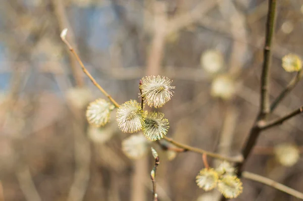 Blomming Willow Branches Sunny Spring Day — Stock Photo, Image