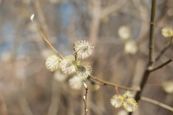 Blomming Willow Branches Sunny Spring Day — Stock Photo, Image