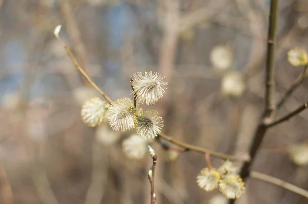 Güneşli Bahar Gününde Bir Blomming Söğüt Dalları — Stok fotoğraf