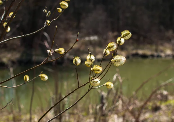 Blomming Willow Branches Sunny Spring Day — Stock Photo, Image