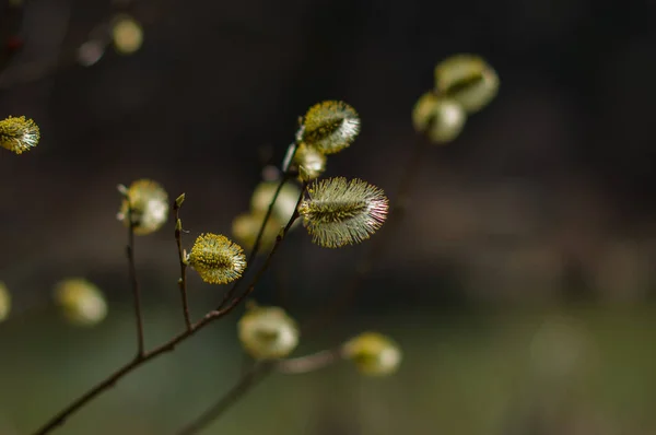 Güneşli Bahar Gününde Bir Blomming Söğüt Dalları — Stok fotoğraf