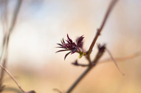 Blommande Trädgren Med Knoppar Början Våren — Stockfoto