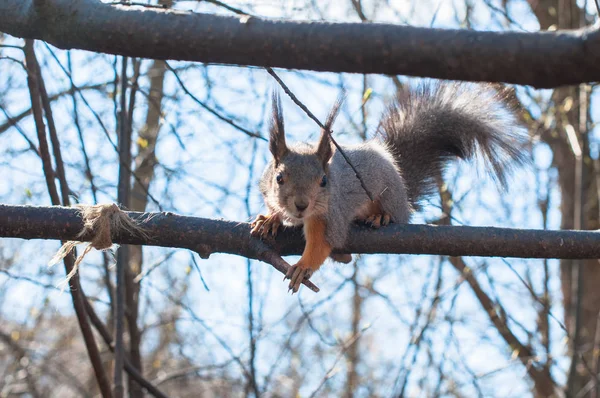 Ein Kleines Eichhörnchen Das Sich Vom Baum Ernährt — Stockfoto