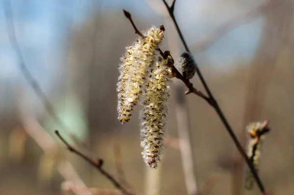 Blooming Aspen Branch Buds Early Spring — Stock Photo, Image