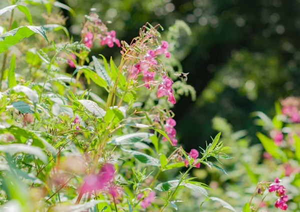 Papağan çiçekleri ve bumblebee çiçekleri tozlaşma bir çalılık
