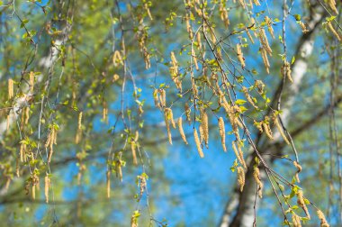 İlkbaharın başlarında açan bir huş ağacı dalları