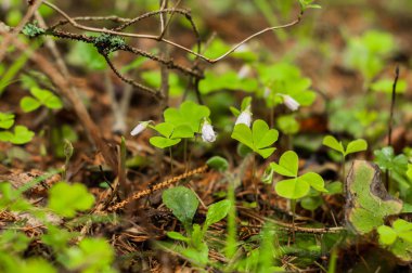 Ormanda bir odun ororrel bir alan