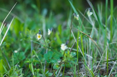 İlkbaharda çim çayırında küçük bir pansy çiçekleri