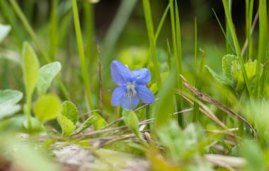 Ormanda bir menekşe çiçeği 