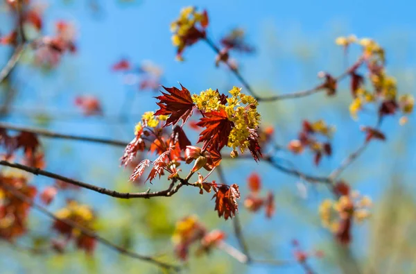 Erken ilkbaharda açan bir marple dalı
