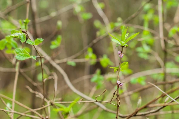 Daphne Flowers Blooming Forest — Stock Photo, Image