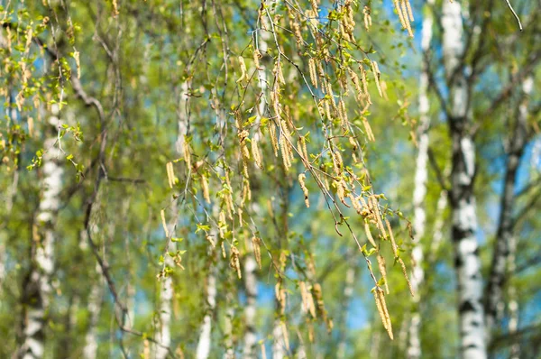 Bétula Ramos Árvore Florescendo Início Primavera — Fotografia de Stock