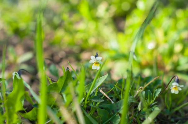 İlkbaharda çim çayırında küçük bir pansy çiçekleri