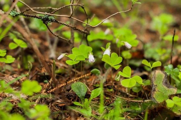 Ormanda bir odun ororrel bir alan
