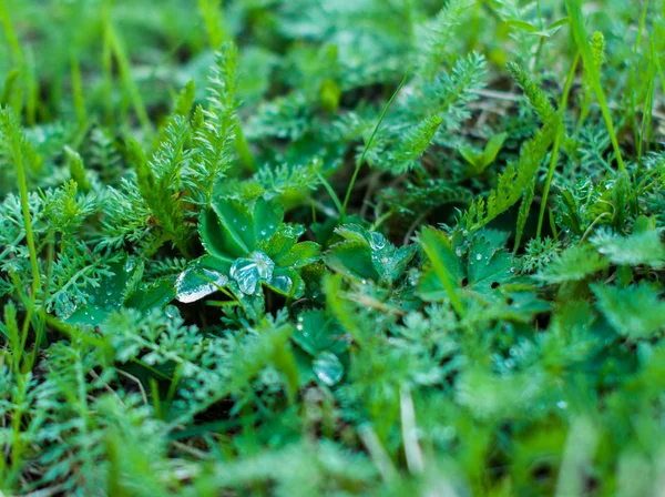 Yağmurdan sonra yapraklar üzerinde su damlaları ile küçük bir bitki