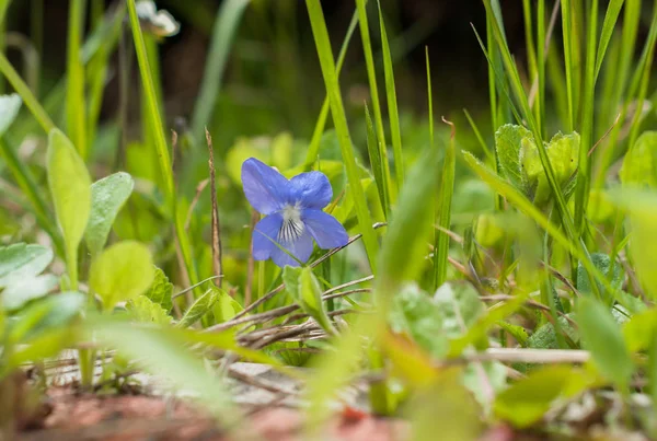 Violett Blomma Skogen — Stockfoto