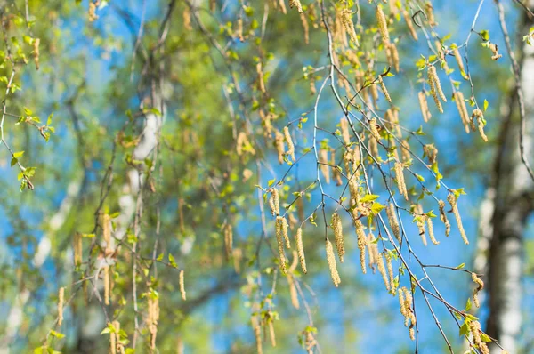 İlkbaharın başlarında açan bir huş ağacı dalları
