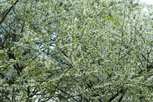 화창한 봄날에 사과나무 — 스톡 사진