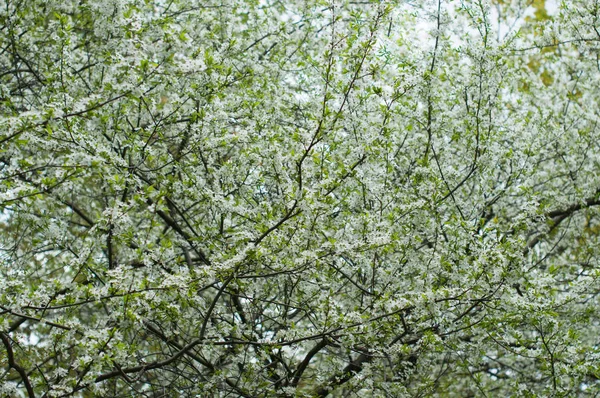 Güneşli Bahar Gününde Açan Bir Elma Ağacı — Stok fotoğraf