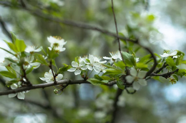 Güneşli bahar gününde açan bir elma ağacı