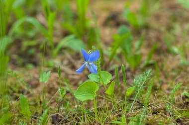 Ormanda bir menekşe çiçeği 