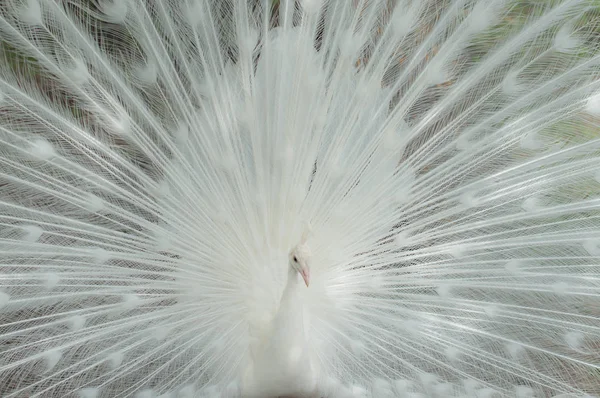 Fanlüks kuyruğu ile görkemli bir beyaz tavus kuşu