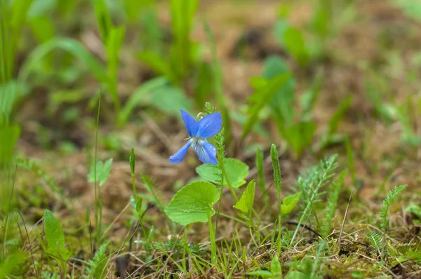 Ormanda bir menekşe çiçeği 