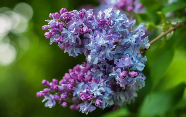 Tender Color Lilac Flowers Blooming Spring — Stock Photo, Image