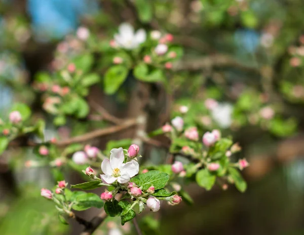 Een Tak Van Apple Tree Blooming — Stockfoto